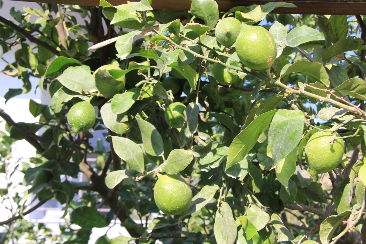 Vila Hadhri 보르쉬 외부 사진
